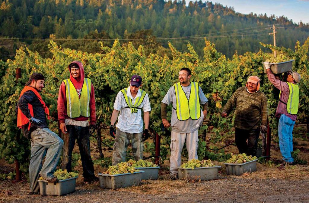CALIFORNIA WINE 2018 HARVEST REPORT slow and steady growing season brings excellent quality across the state san francisco Following a long growing season characterized by moderate temperatures