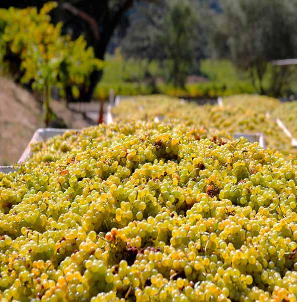 5 CALIFORNIA WINE 2018 HARVEST REPORT Ever-popular Chardonnay remains the number one winegrape variety in the state.