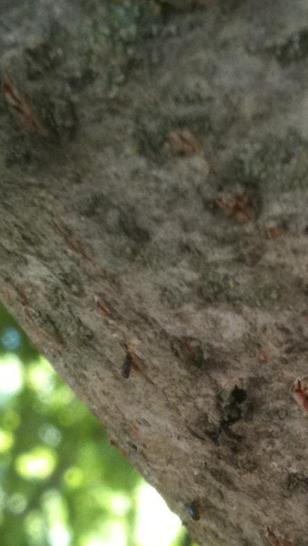 twig beetles on underside of branch of