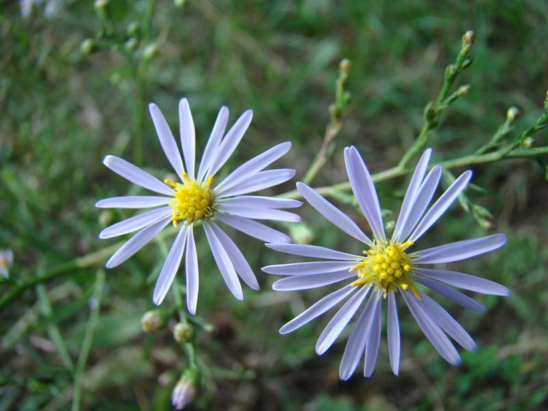 Sky-blue Aster Scientific Name Family Name Symphyotrichum oolentangiense (Riddell) Nesom Asteraceae Aster Family Photo credits: Kimberly J. Smith Did you know?