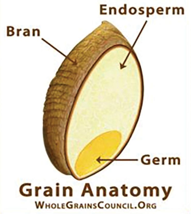It has many important nutrients including B vitamins and fiber. v Germ is the embryo of the grain, which means it has the potential to sprout and grow into a plant.