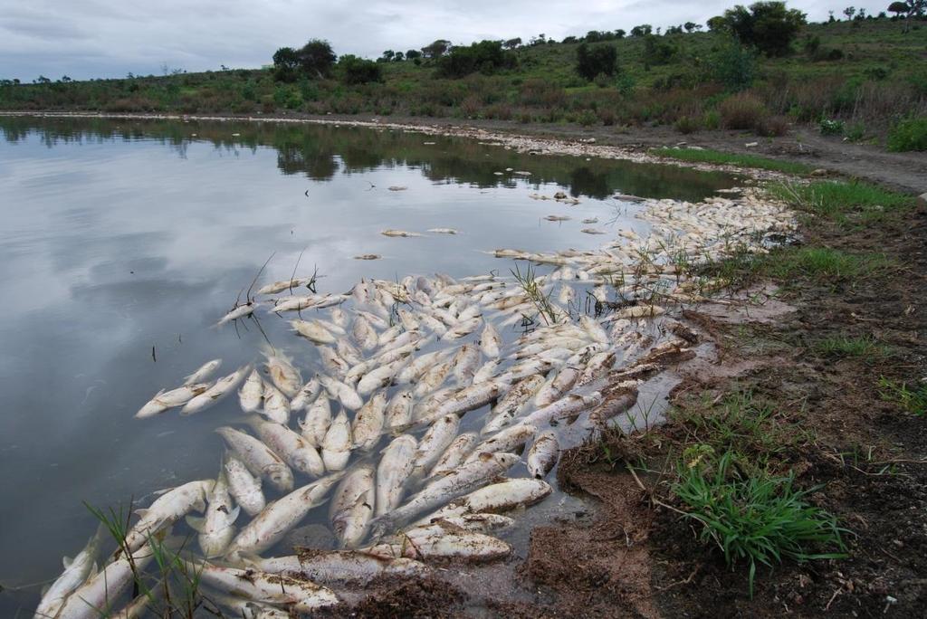 The threat of fish diseases in Africa is real There will be new outbreaks of fish diseases in Africa