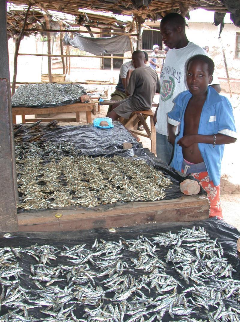 A continental perspective of fisheries Fisheries in Africa plays a very important role