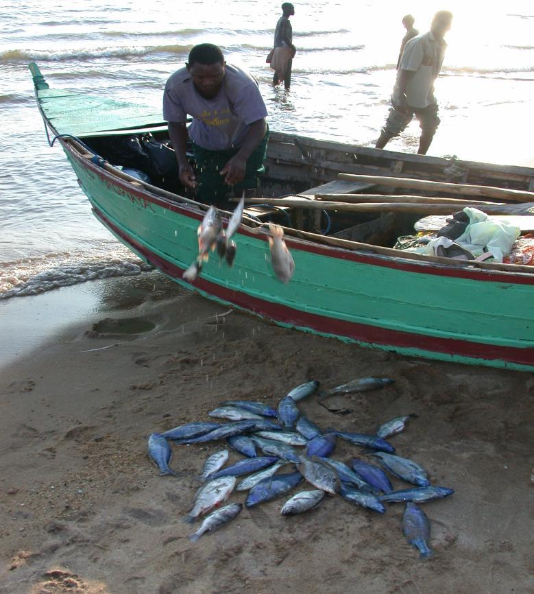 Case study: Malawi s fishery Annual production of 50 000 tons per annum Primary sector employs 65 000 fishers Secondary