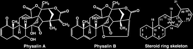 are Physalins A, B, D, F and glycosides, which show anticancer activity 4.