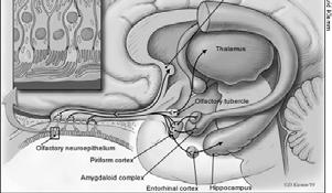 Orthonasal Top of your nose Perceived as smell Analytical Responds to all olfactory stimuli Retronasal Back of the nose, where nose connects to throat Perceived as flavor, taste Wired to the brain