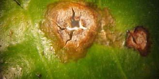 Raised Citrus Scab Deformed leaves are common Melanose