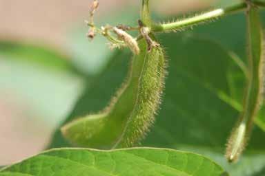 Crop (species) Bush beans (Phaseolus vulgaris) Half runner bean (P. vulgaris) Pole beans (P. vulgaris) Lima beans (P.