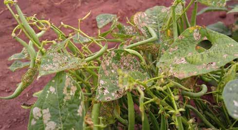 Common Pests, Diseases and Issues in Bean Crops Description Possible cause(s) and indicators Prevention/Control Steps Defoliated leaves skeleton appearance Wilting of plant yellowed leaves
