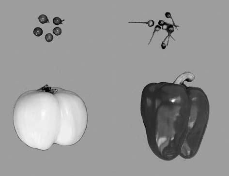 140 grams per fruit (Grandillo et al. 1999).