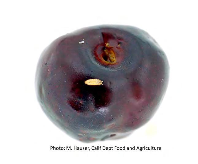 SWD in stone fruit SWD can infest plums, peaches, nectarines, tart cherry, sweet cherry Damage is dependent on when SWD arrives Damage depends on harvest dates Does SWD arrival