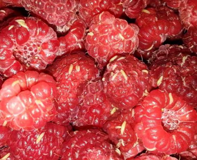 harvested fall raspberry SWD