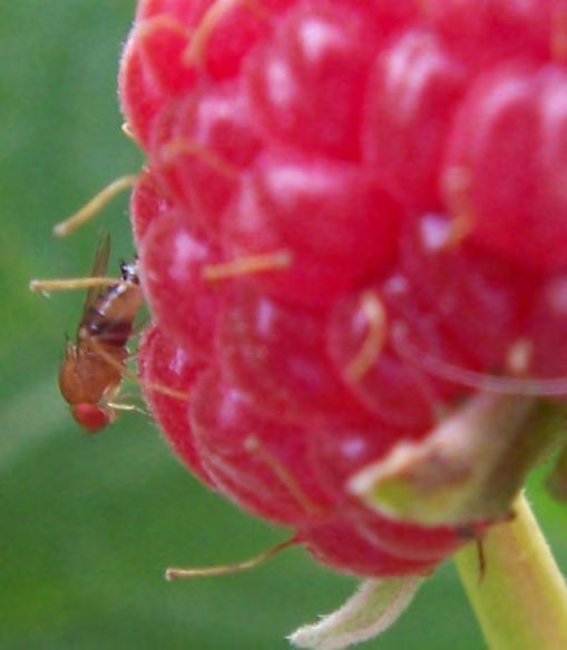 Is an insecticide application warranted? o when at-risk fruit will be present, yes.