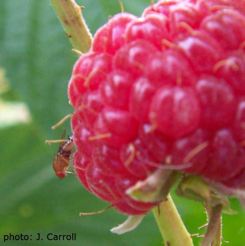 SWD in raspberry & blackberry Monitor for SWD and symptoms Fruit is highly susceptible Summer raspberry - Insecticides may not be required until the end of harvest Fall raspberry -