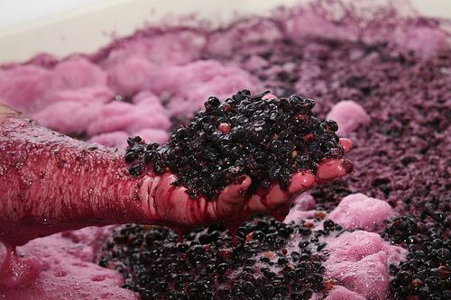Red wine fermentation Color (anthocyanins) and mouthfeel