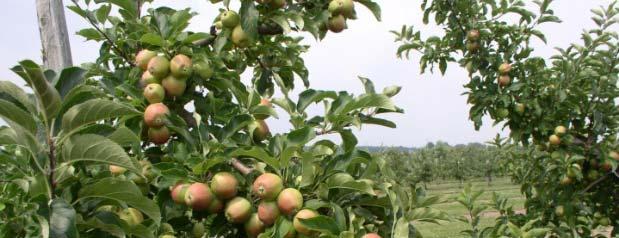 Economics of Thinning Fruit trees