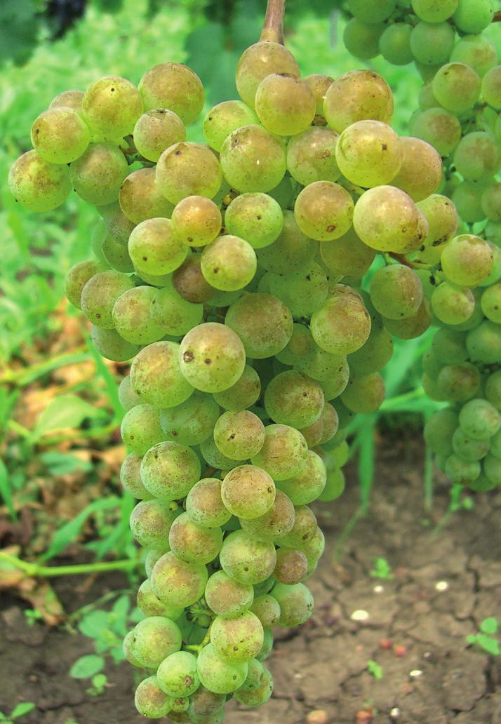 New White Resistant Wine Grape Cultivars from Hybrid Family Rinot x Bv-7-6-2 1571 good level of wood lignification, and higher content of total acids in must.