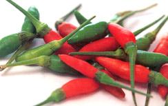 Hot from Chili, Herb &