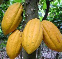 HISTORY OF GHANA AND COCOA Cocoa from