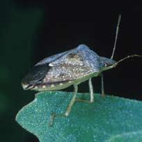Stinkbugs Overview: Stinkbugs feed on developing soybean seeds by inserting their mouthparts through the podwall. Punctured seeds become abnormally shaped and small at maturity.