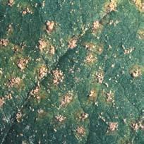 Rust Overview: Asian soybean rust was first detected in U.S. soybean fields in 2004. It remains a threat, especially with mild winter conditions.