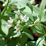 concatenata Garlic Mustard Alliaria petiolata