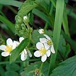cucullaria Strawberry - oodland Fragaria vesca Dame