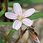 Strawberry - Virginia Virginia: Flower stalk