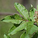 Staphylea trifolia Maianthemum racemosum