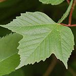 americanum (AKA American Cranberrybush) Canada
