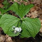 Largest flower of white trilliums, erect, facing