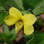 Yellow A Trillium luteum (AKA Yellow akerobin)