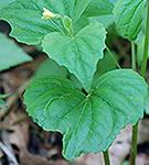 leaf axil. Leaves basal and stem.