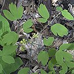 Thalictrum venulosum (Flower anthers more