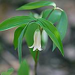 to 6 wide, flower to 3 high) Trillium - Prairie A