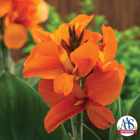 The non-profi t All-America Selections (AAS) organization was founded in 1932 to foster the development, production and distribution of new and better horticultural and agricultural varieties,