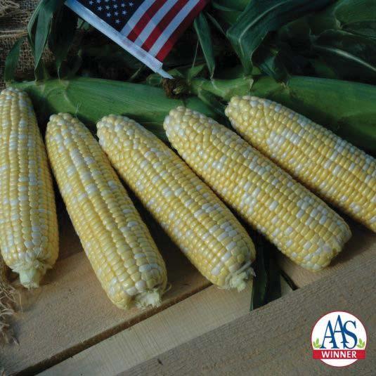 AAS Edible Vegetable Award Winner: Corn Sweet American Dream AAS Judges selected American Dream as their top trial choice and it just so happens to come from the same company that introduced Honey N