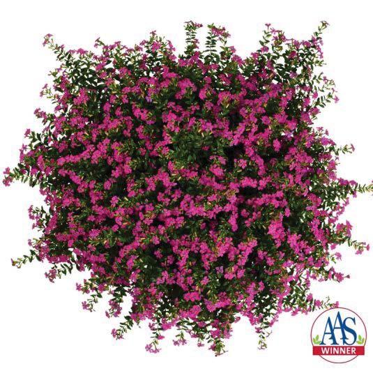 AAS Ornamental Vegetative Award Winner: Cuphea FloriGlory Diana Cuphea, commonly known as Mexican Heather, is an ideal plant for borders, mass plantings and containers.