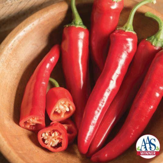 AAS Edible Vegetable Award Winner: Pepper Cayenne Red Ember Add some spice to your life with this new cayenne pepper named Red Ember F1!
