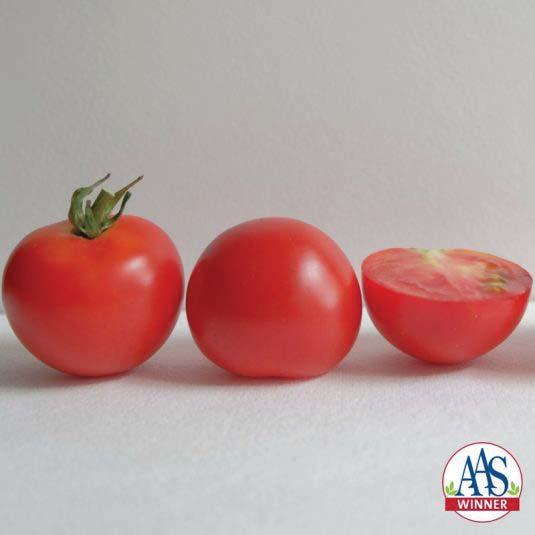 AAS Edible Vegetable Award Winner: Tomato, Cocktail Red Racer Red Racer, a cocktail size tomato, produced small, uniform fruits with great taste in the AAS Trials.