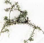 Canada Waterweed Common names include: Elodea (pronounced el-oh-dee-a), American elodea, common elodea, and anacharis.