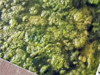 are. Algae Chara Chara is commonly known as Muskgrass, Stonewort, and sand grass. It is usually located in clear, hard water. It is an advanced form of algae.