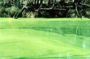 Plankton Algae Plankton algae are commonly known as blue-green algae, scum, or a waterbloom.