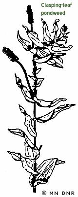 Brushy Pondweeds and Naiads Common names include: Bushy naiad, (pronounced NAY-ads) water naiad, brittle naiad, slender naiad, and spiny leaf naiad.