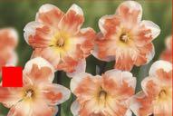 Sunnyside Up White petals, split and frilled orange-pink cup Split Corona