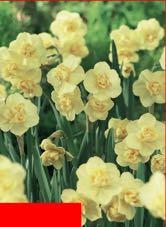 Yellow Cheerfulness Creamy yellow daffodil flower Poetaz