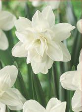 Snow Angel Full double blooms of pristine white Double Narcissi -