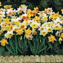 Fragrant Narcissi Mix Mixture includes Double Narcissi Bridal Crown, Cheerfulness and Yellow Cheerfulness; Tazetta Narcissi Geranium and Golden Dawn;