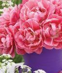 Aveyron Stunning double tulip with layers of rose pink petals Double