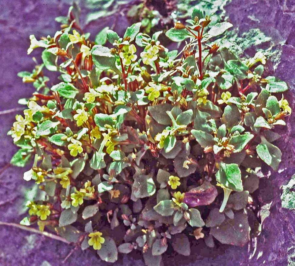 Nesom: New species of Erythranthe sect. Mimulosma 7 Figure 6. Erythranthe taylori, from the population of Taylor 13405. Photo by Dean Taylor. Additional collections examined. California. Shasta Co.